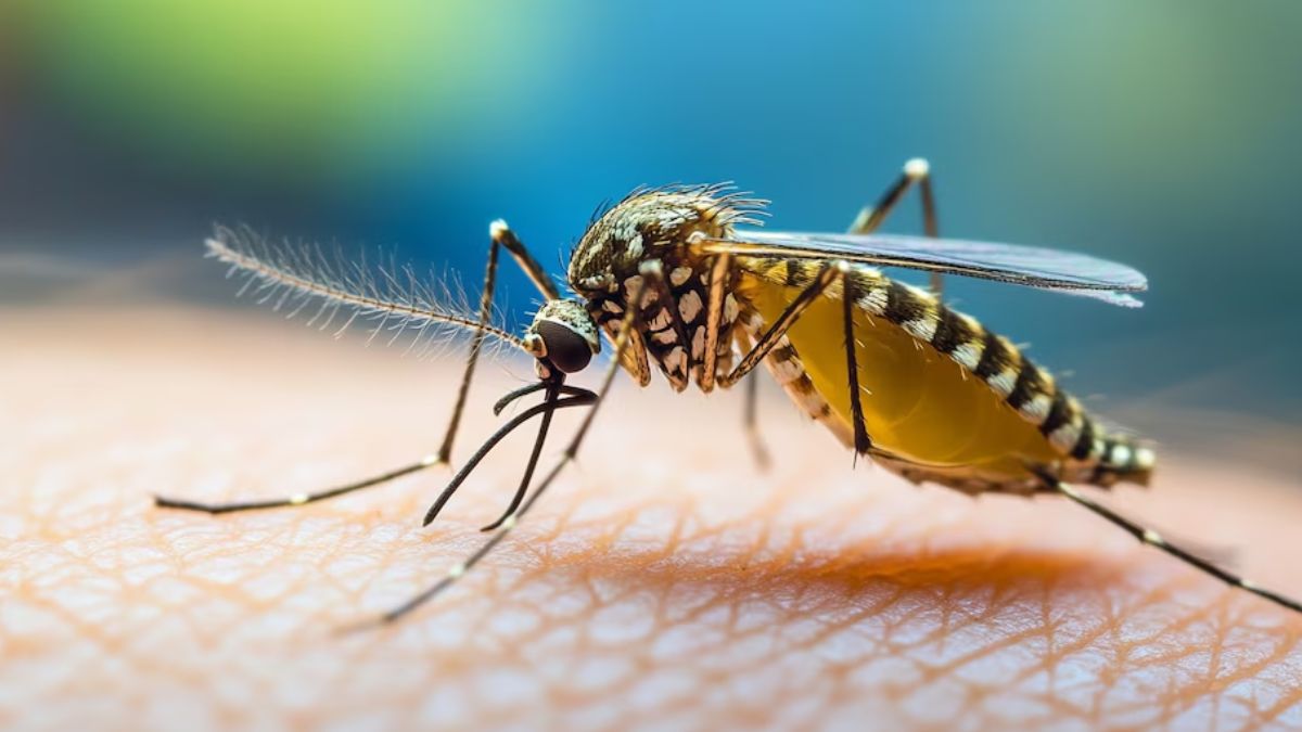 Seis mitos sobre el mosquito del dengue derribados por la ciencia