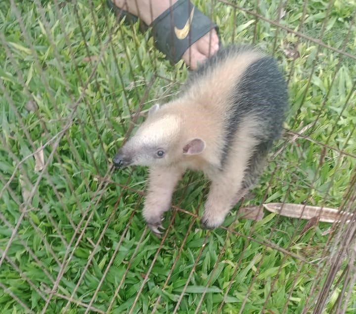 Sorpresa para un vecino de Charadai al encontrar un oso melero en su patio