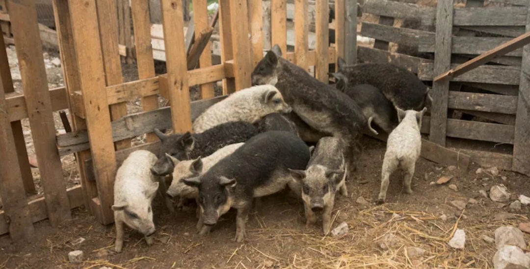 Una adolescente quiso darles de comer a los cerdos de la granja familiar y murió atacada a mordiscones