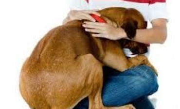 Que cuidados debemos tener en el uso de la pirotecnia dentro del domicilio y como reconocer los síntomas de estrés o fobia luminaria de los animales.