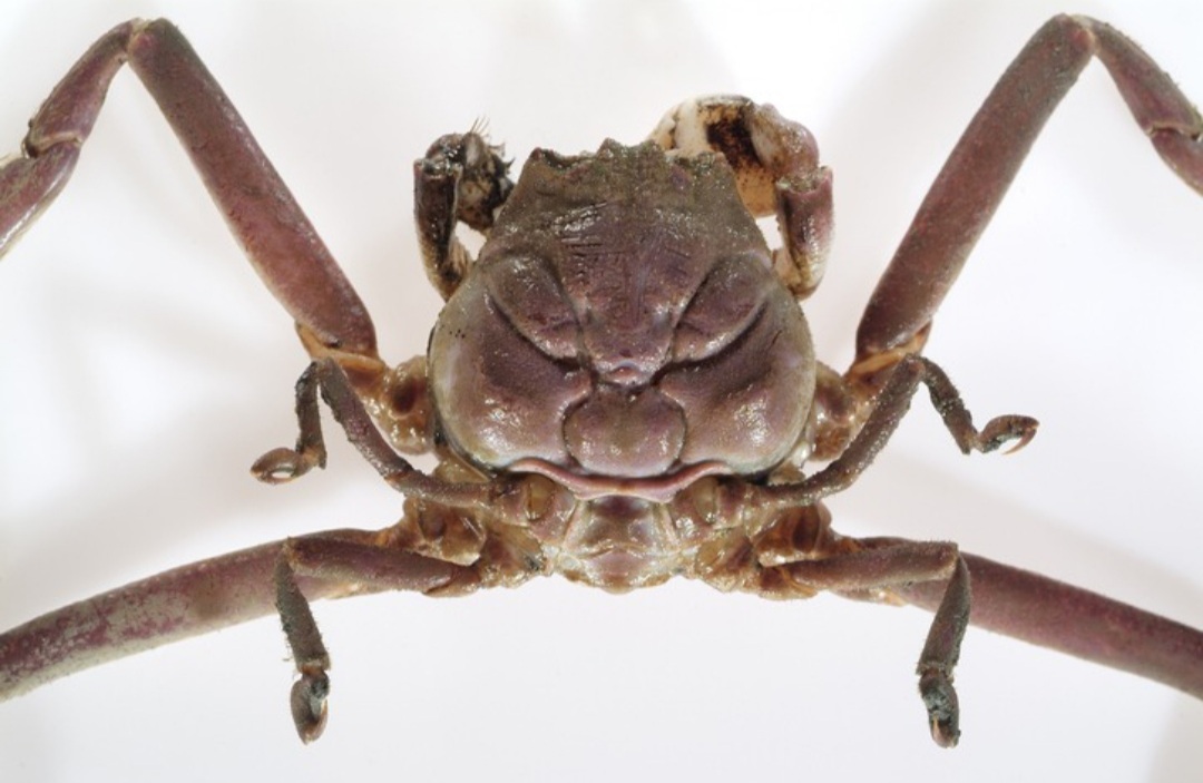 El misterio de los cangrejos Samurái del mar de Japón