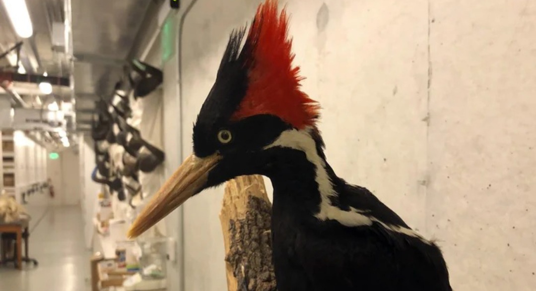 Estados Unidos declaró extinto al pájaro carpintero real y a otras 22 especies