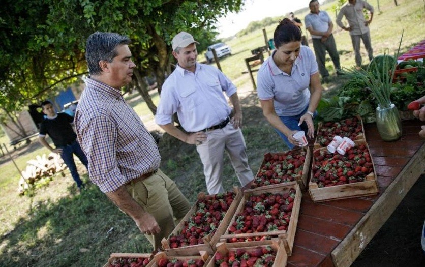 El gobernador Capitanich recorrió un campo de producción de frutillas en la Eduvigis