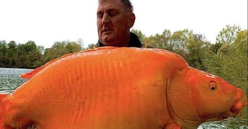 Un pescador capturó el dorado más grande del mundo