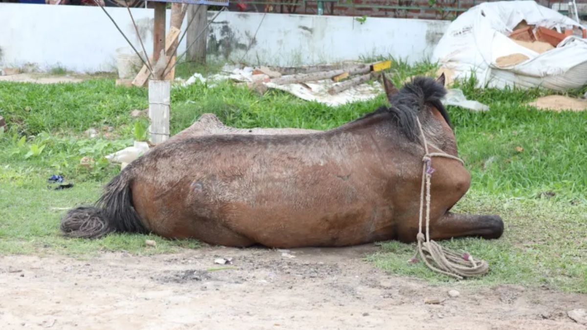 El municipio de Barranqueras rescató a un caballo que era maltratado