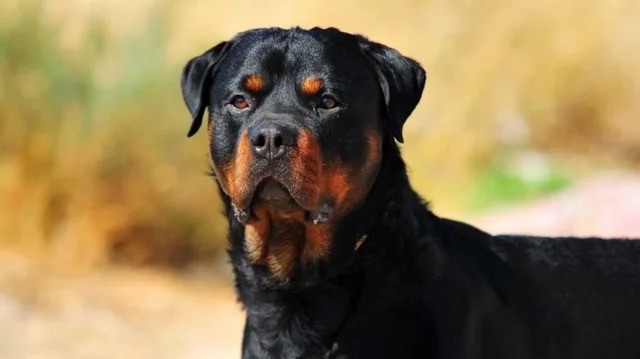 Córdoba: un rottweiler atacó a una niña que fue hospitalizada por las lesiones