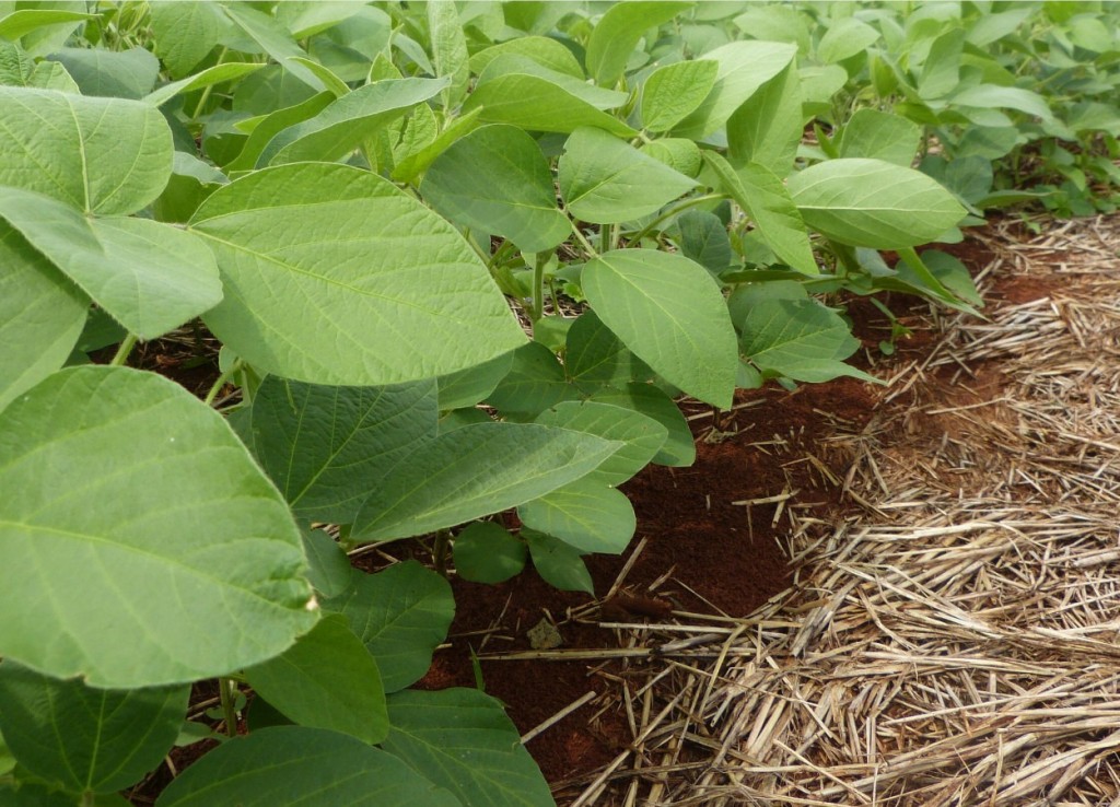 El clima impacta la siembra y preocupa a los productores de soja