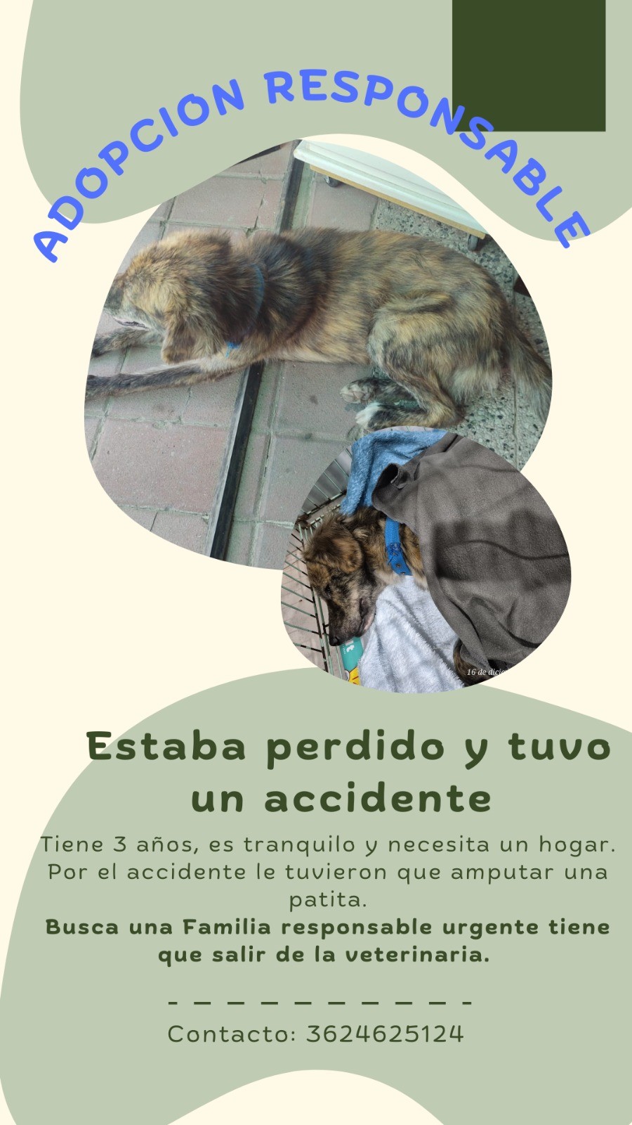 Llamado a la solidaridad: buscan adopción responsable para un perro que está perdido y tuvo un accidente 