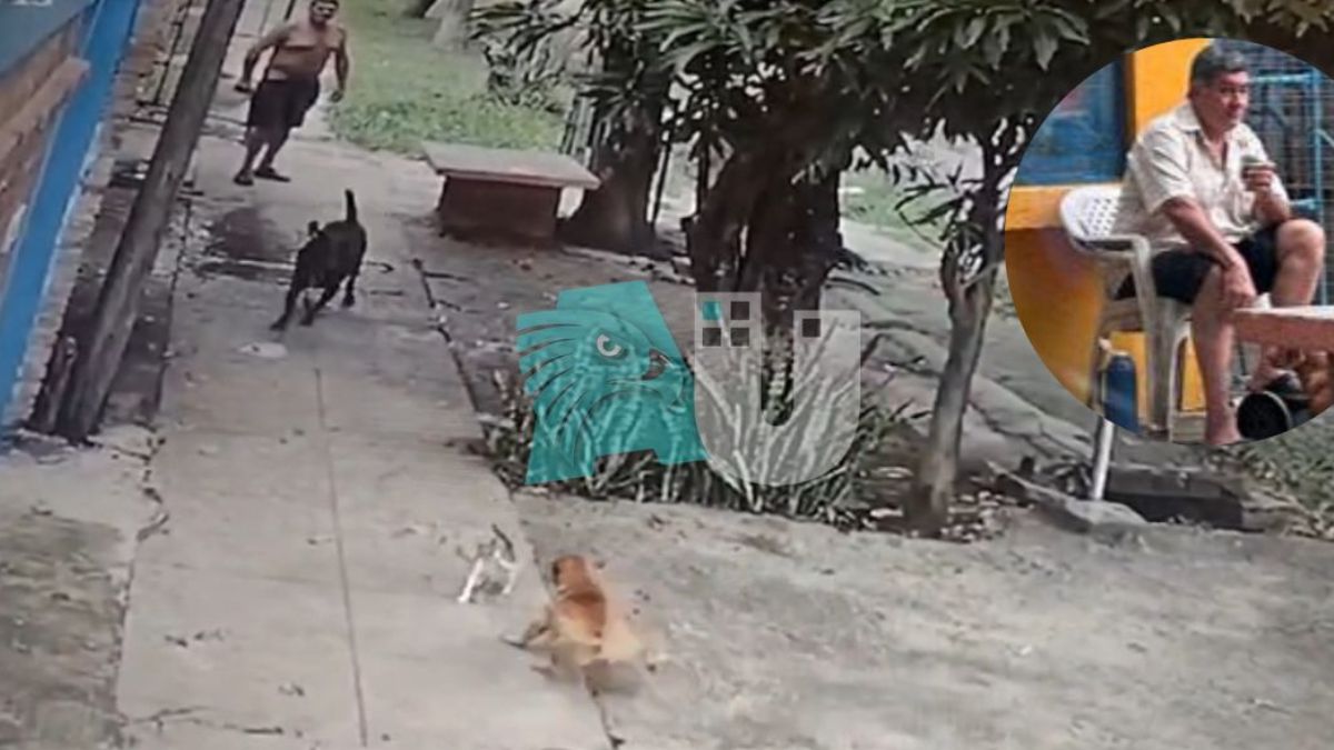 Denuncian maltrato animal en Resistencia: soltó a sus perros a propósito para matar a un gato y luego lo tiró a la basura 