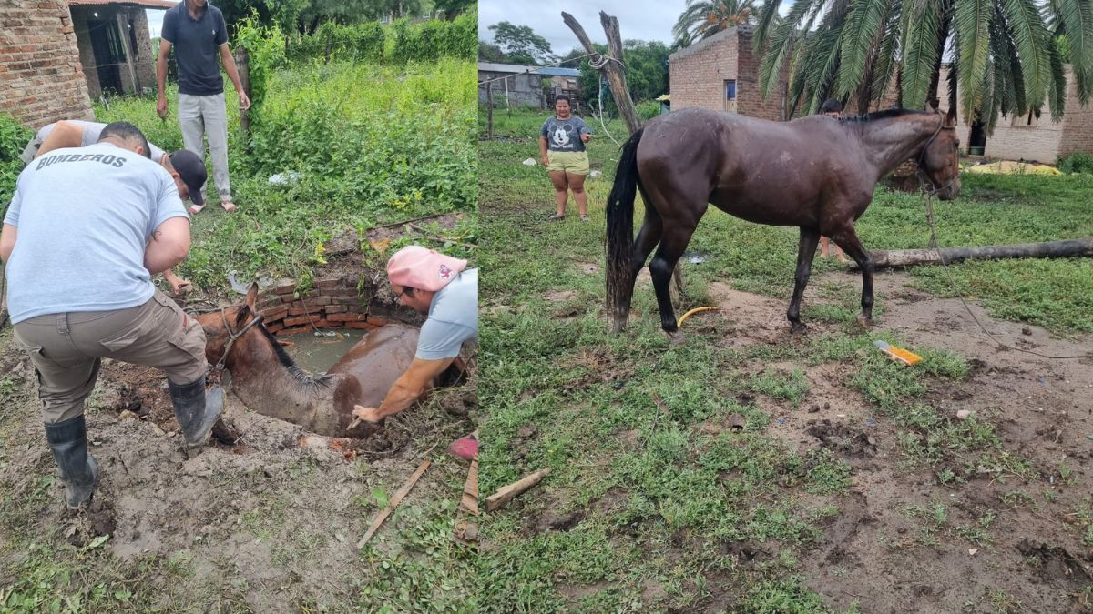 Villa Ángela: rescataron a un caballo que cayó en un pozo