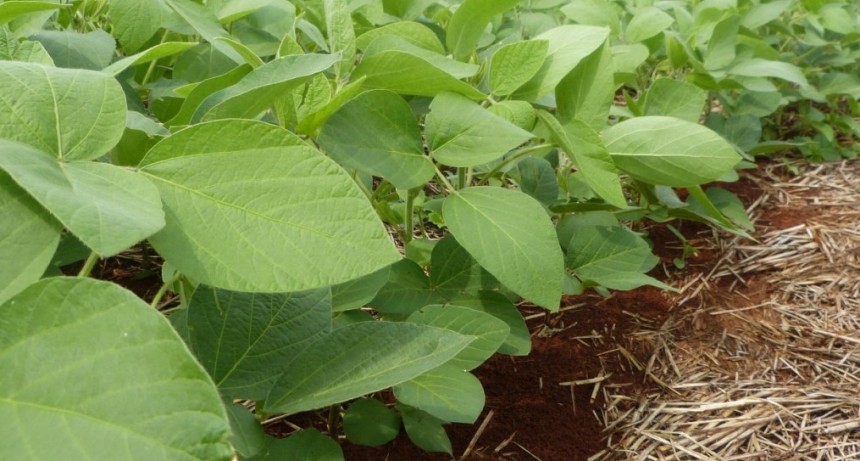 El clima impacta la siembra y preocupa a los productores de soja