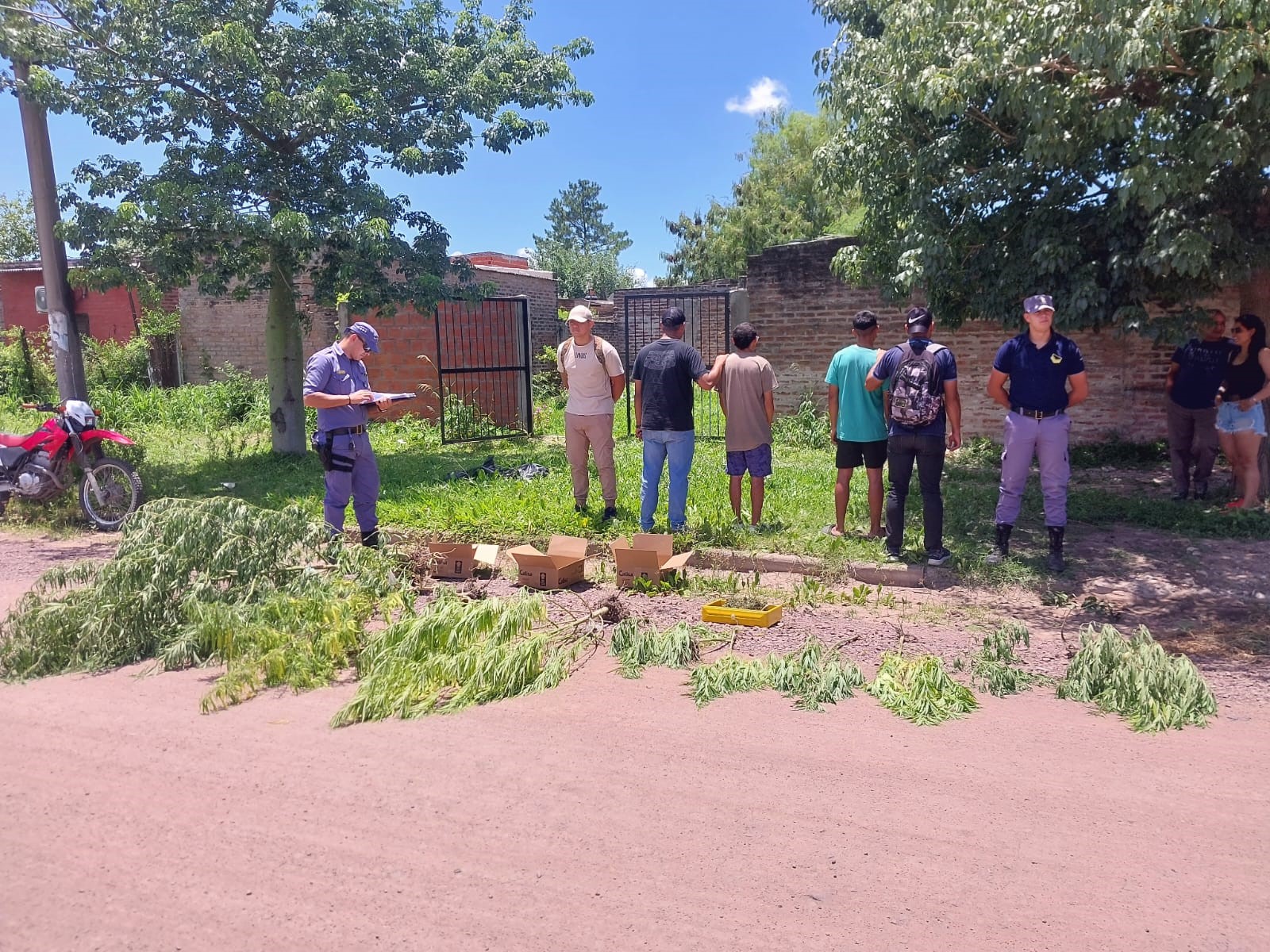  Vivero verde: secuestran a dos jóvenes ocho plantas de marihuana
