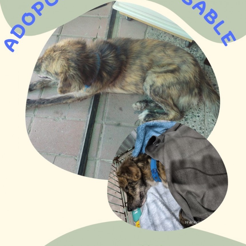 Llamado a la solidaridad: buscan adopción responsable para un perro que está perdido y tuvo un accidente 
