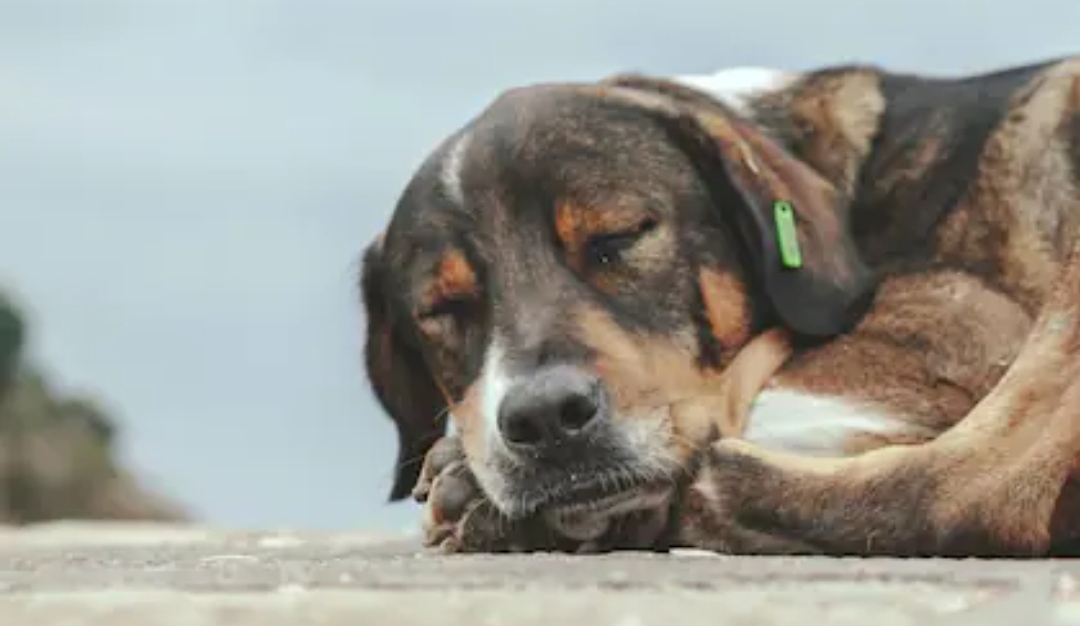 El lugar en el que deben dormir los perros, según los veterinarios