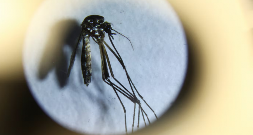 Dengue: las cifras récord que dejó en 2024 y qué se espera para este verano